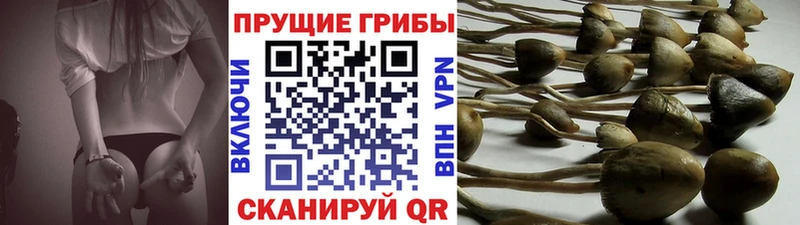 Галлюциногенные грибы Cubensis Урень